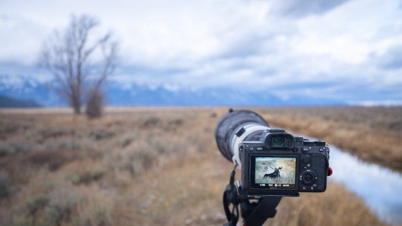 camera being used for wildlife photography