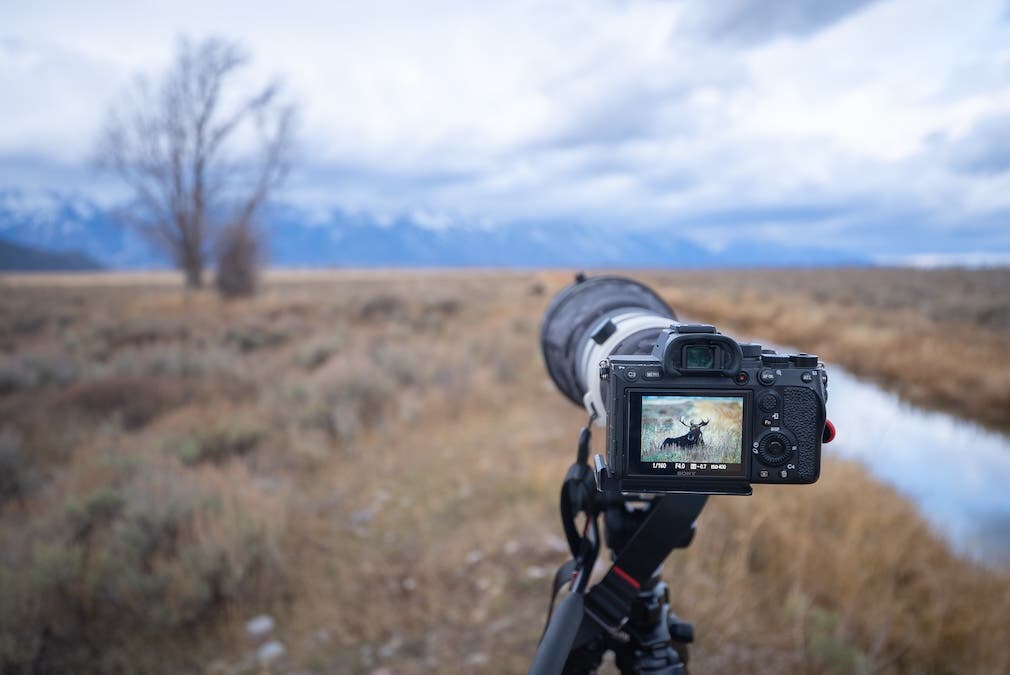 camera being used for wildlife photography