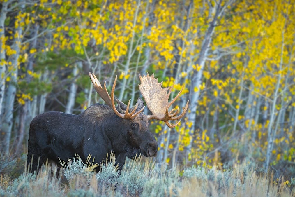 This image used auto ISO to maintain proper exposure as the moose moved in and out of the forest while the light changed rapidly. Auto ISO helped me stay focused on the subject and let me forget about the camera settings.