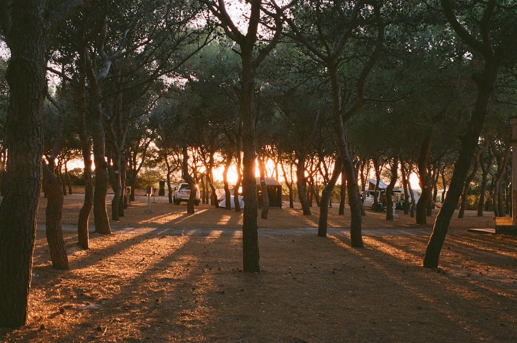 sunlight peeking through tall trees in the spring