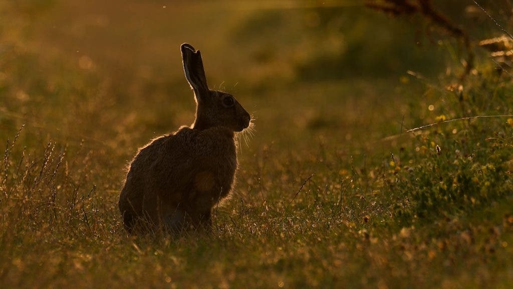 Brown Hare in Golden Light