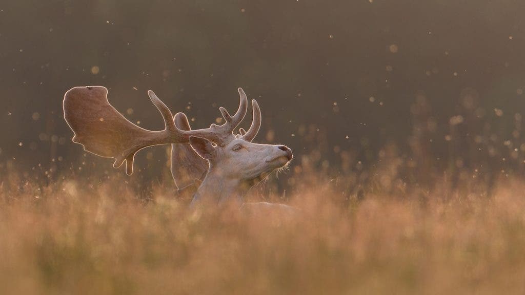Fallow Deer Enjoying the Sun