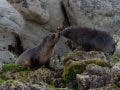 Fur Seal Pups