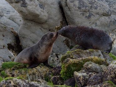 Fur Seal Pups