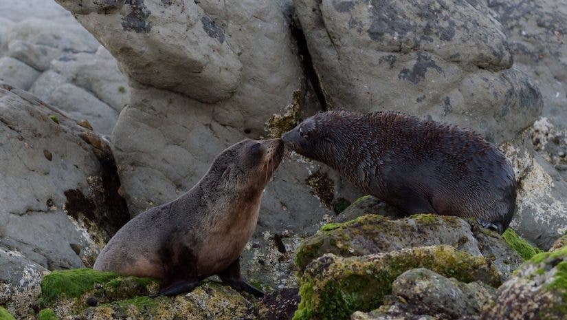 Fur Seal Pups