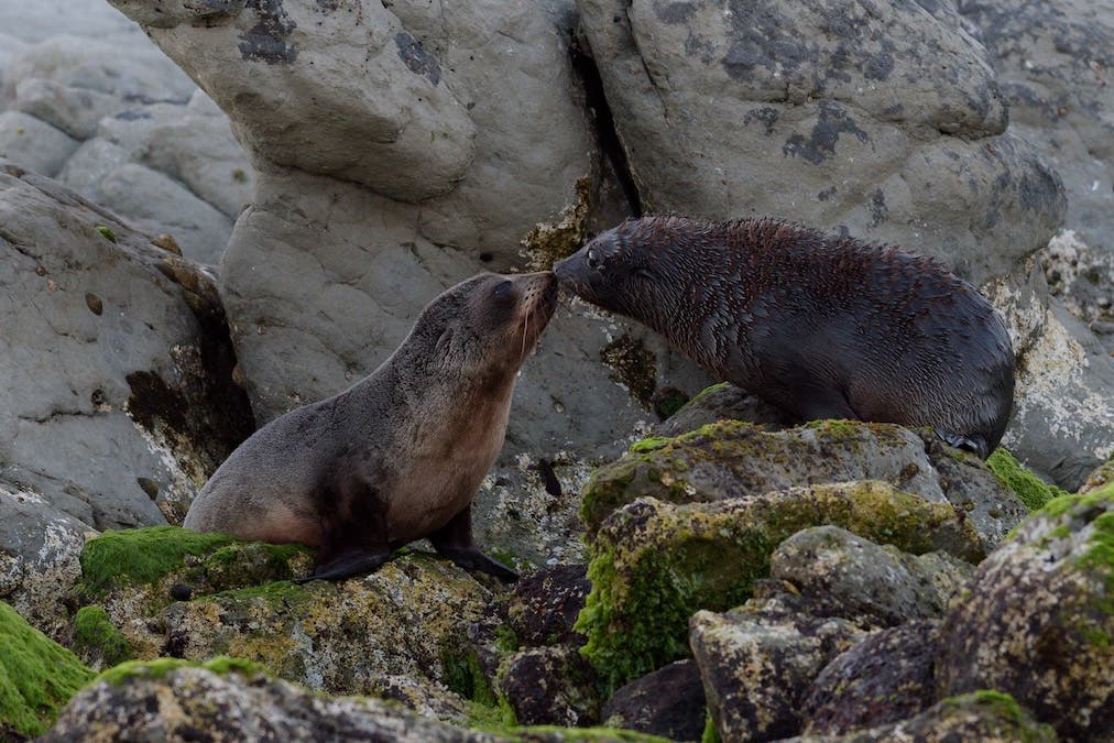Fur Seal Pups