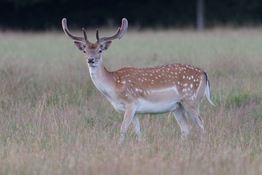 Standard deer Portrait Shot
