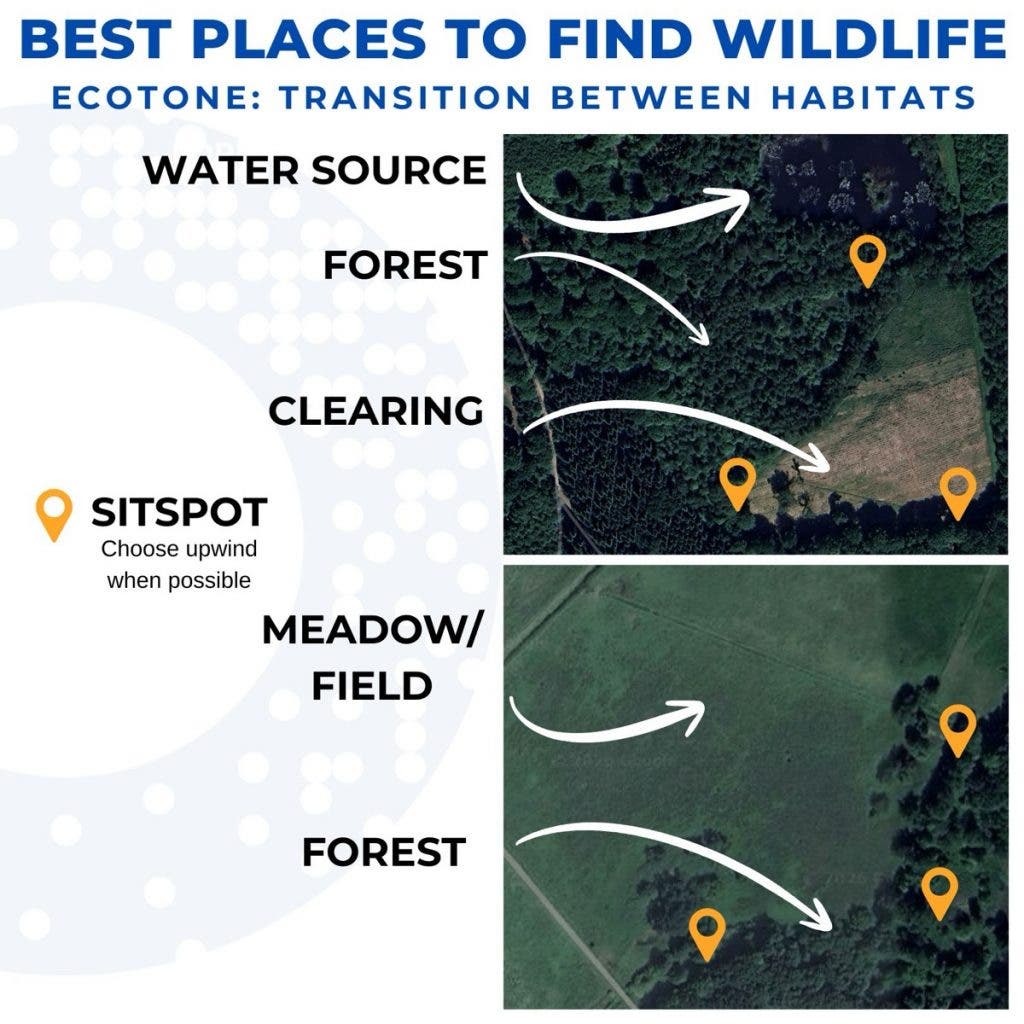 An educational infographic by Peter Dam titled "Best Places to Find Wildlife," explaining the concept of an ecotone as a transition between habitats. It uses satellite imagery to mark "sit spots" at the borders of water sources, forests, and clearings. This was shot within a 5-mile radius of his home to illustrate local wildlife patterns.