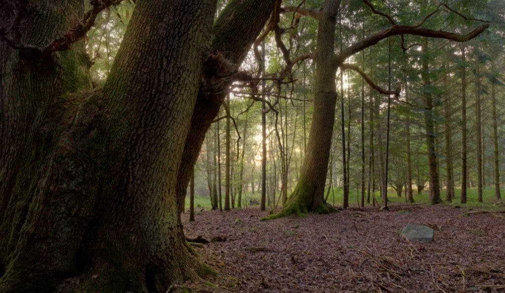 A close-up shot of the massive, textured trunks of ancient oak trees in a sunlit woodland, photographed by Peter Dam. This was shot within a 5-mile radius of his home.