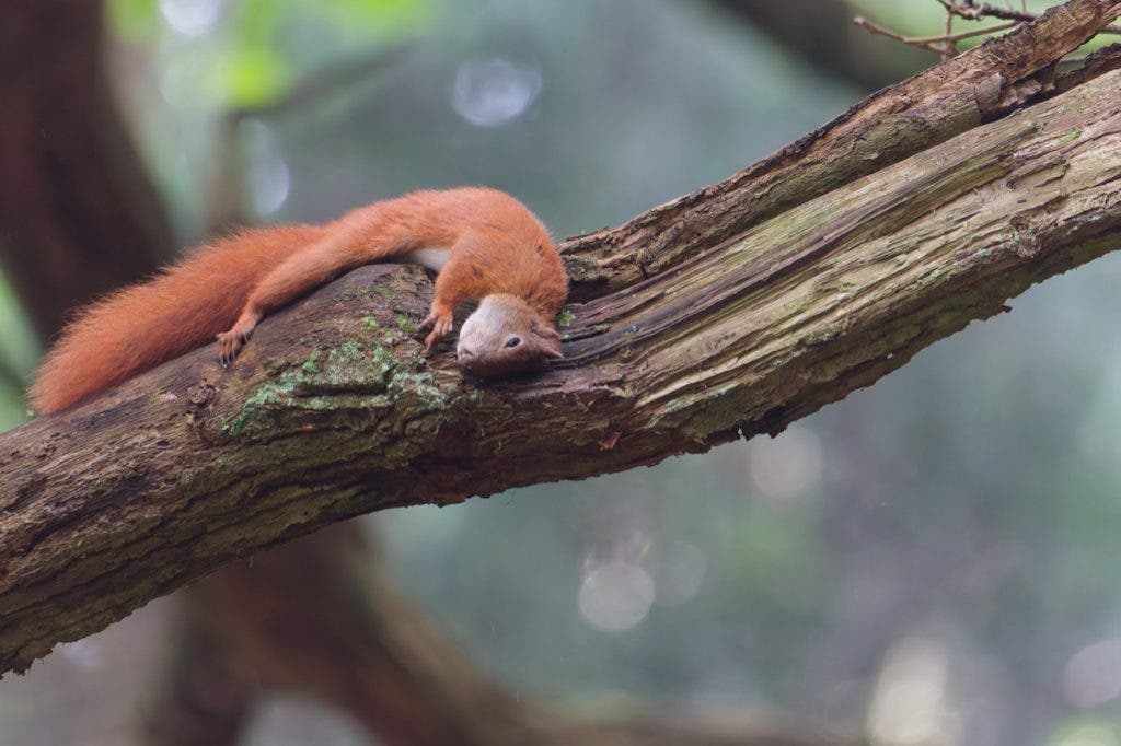 A red squirrel captured by Peter Dam as it lies flat and relaxed along a thick, mossy tree branch. This was shot within a 5-mile radius of his home.