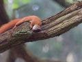 A red squirrel captured by Peter Dam as it lies flat and relaxed along a thick, mossy tree branch. This was shot within a 5-mile radius of his home.