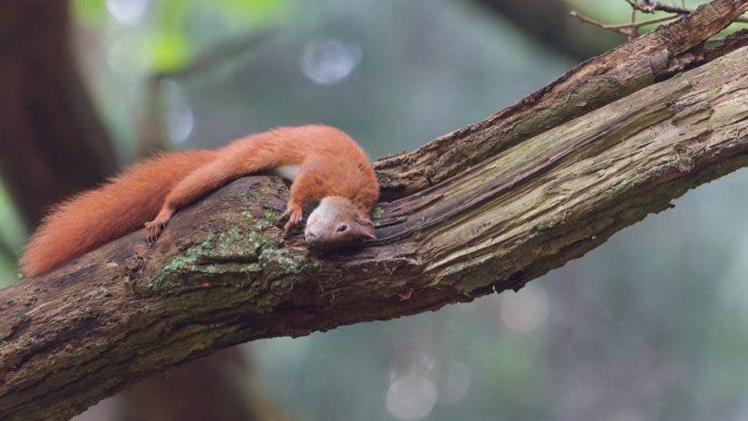 A red squirrel captured by Peter Dam as it lies flat and relaxed along a thick, mossy tree branch. This was shot within a 5-mile radius of his home.
