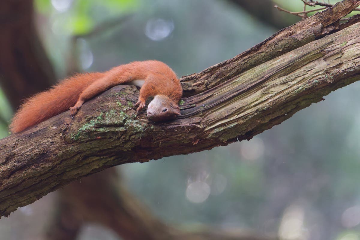 A red squirrel captured by Peter Dam as it lies flat and relaxed along a thick, mossy tree branch. This was shot within a 5-mile radius of his home.