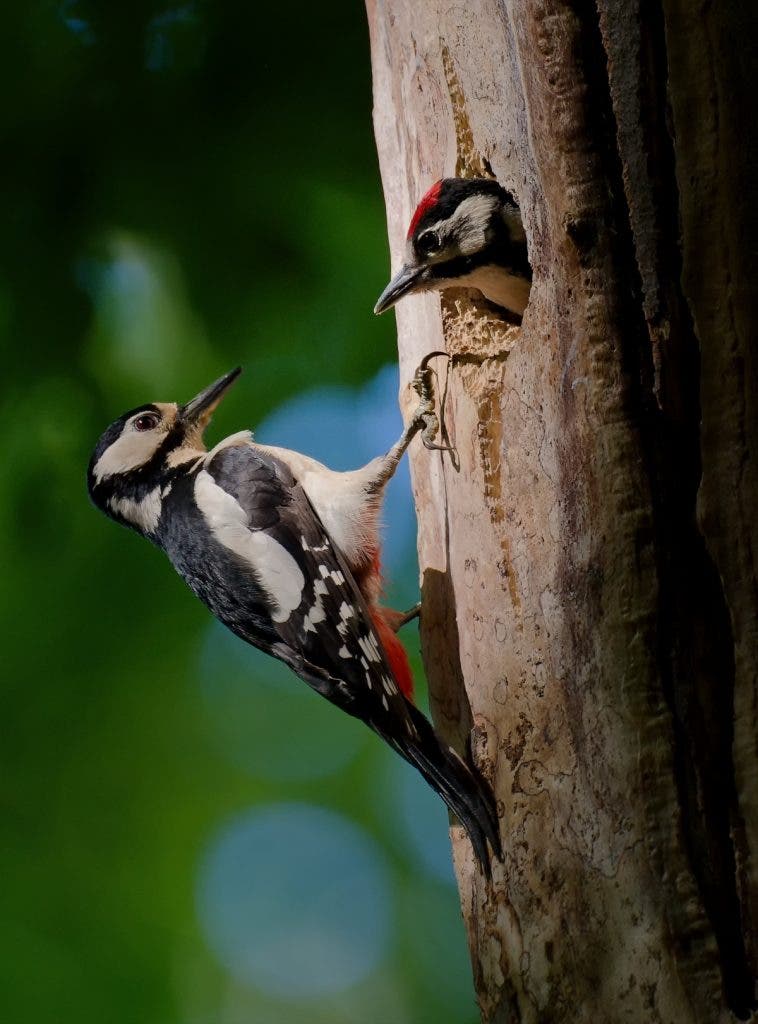 A Great Spotted Woodpecker photographed by Peter Dam as it clings to a tree trunk next to a nest hole, where a small chick peeks out. This was shot within a 5-mile radius of his home.