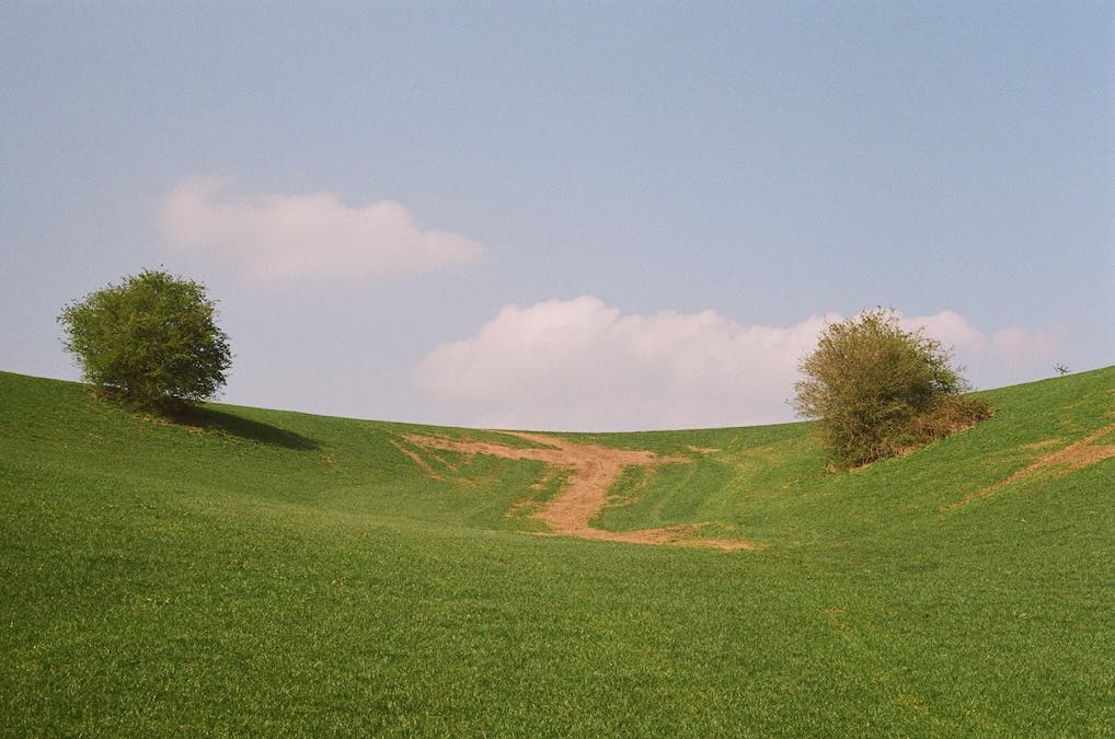 a valley with two bushes