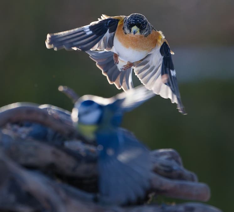 Bird Action Shot