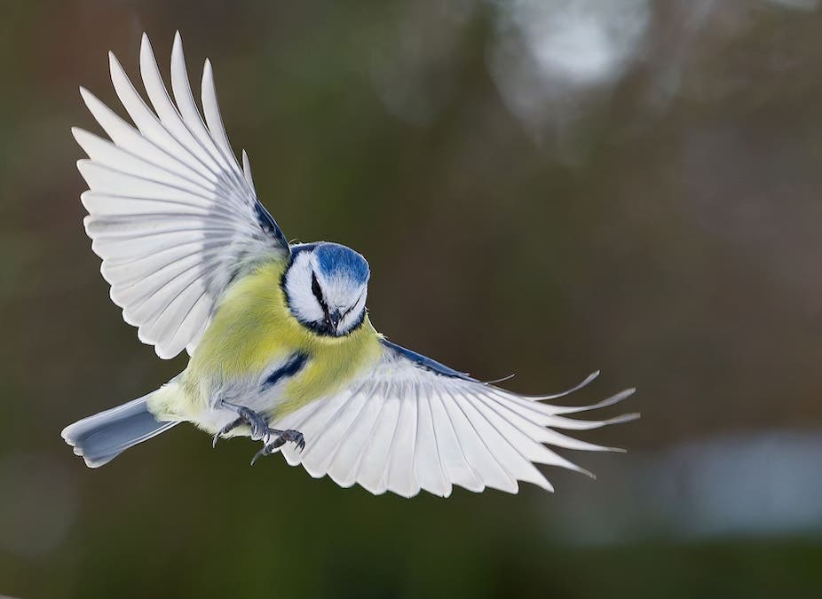 Bird Action Shot with wings spread open