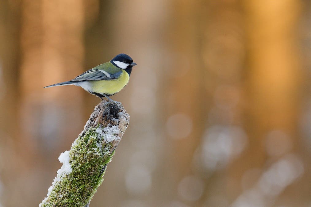 Great tit with golden background