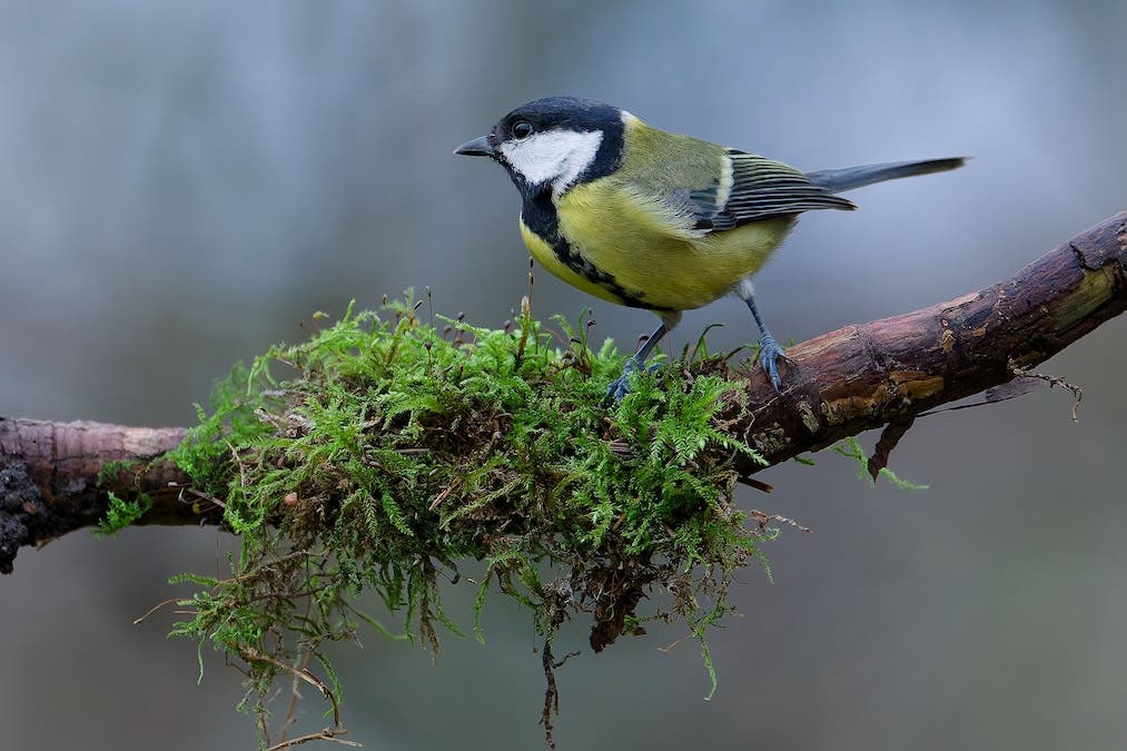 Great tit