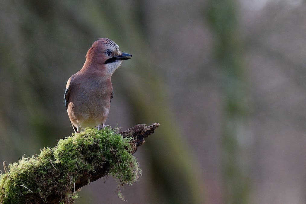 sidelit jay bird photo
