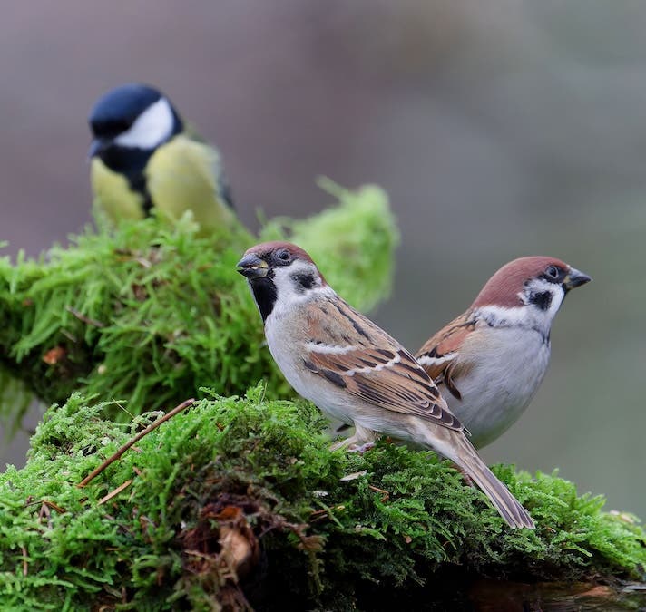 Multiple Birds