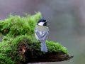 grey bird perched on branch, looking off at distance