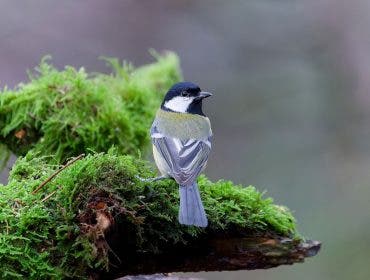 grey bird perched on branch, looking off at distance