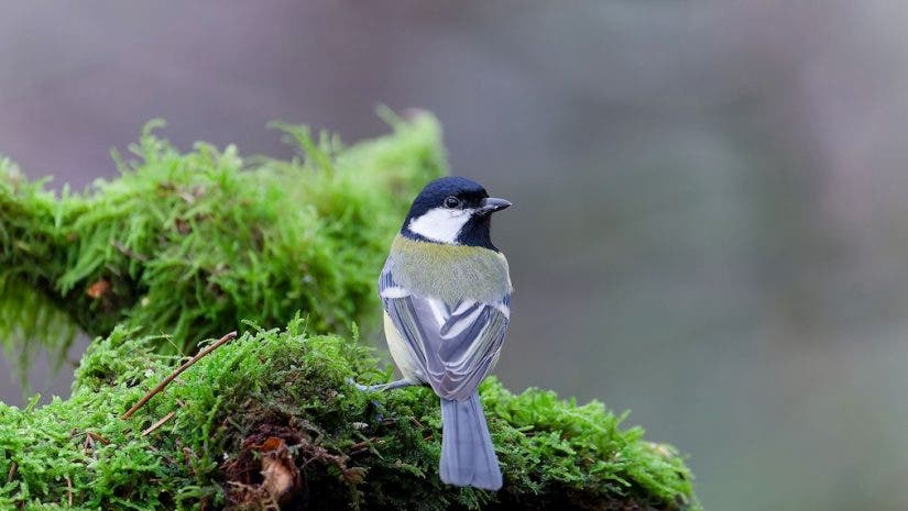 grey bird perched on branch, looking off at distance