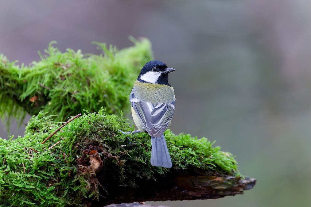 grey bird perched on branch, looking off at distance