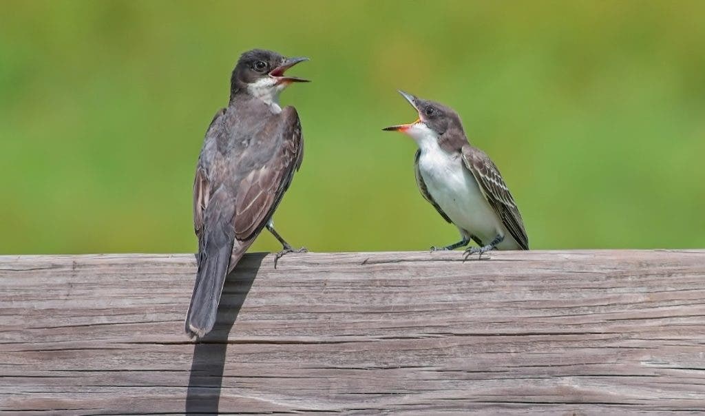 Young Eastern Kingbird begging for food from its parent