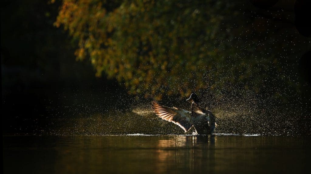 A backlit mallard duck splashing water and flapping its wings on a dark pond