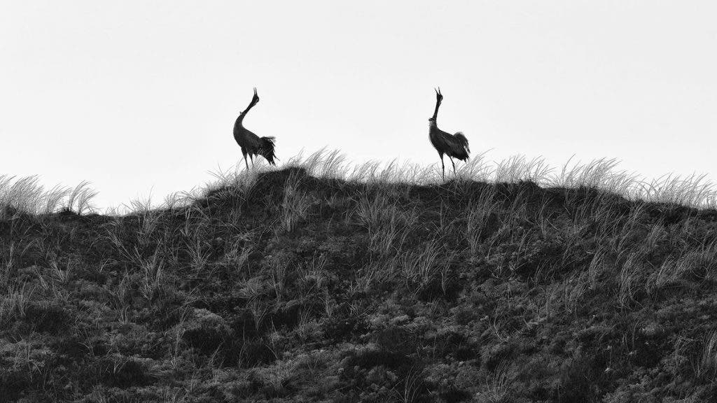 Black and white silhouette of two cranes with their beaks raised, calling atop a grassy dune