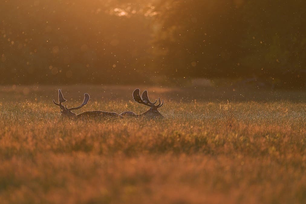 Two fallow deer resting in tall golden grass, illuminated by warm, hazy sunlight