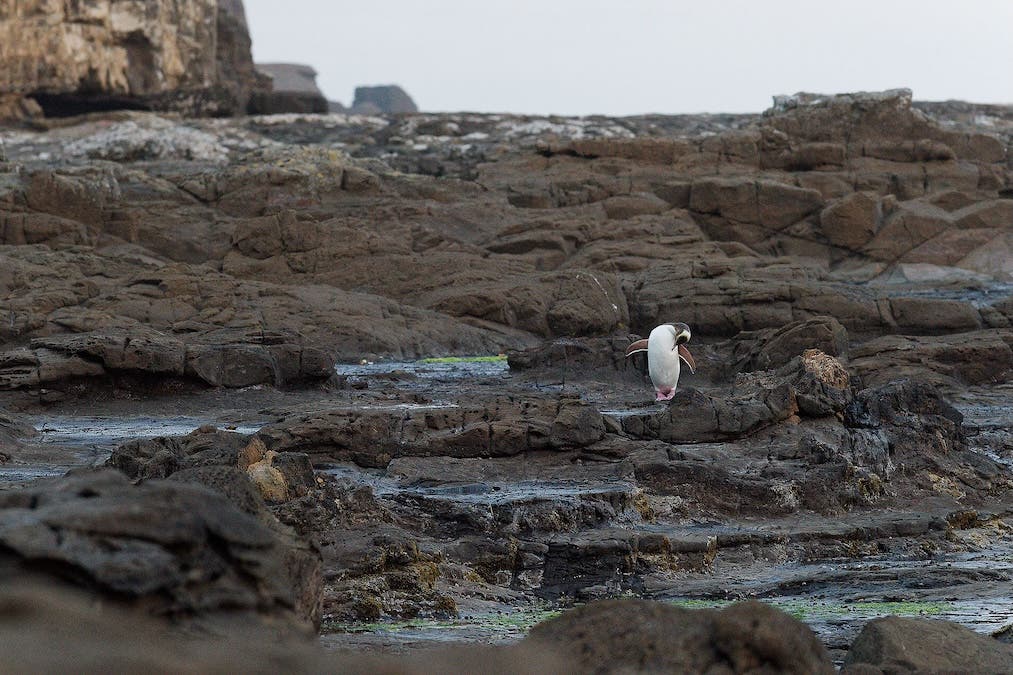 A penguin standing on uneven, dark coastal rocks