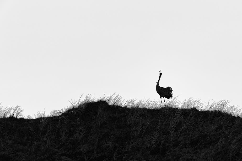 Black and white silhouette of a single crane with its beak raised, calling atop a grassy dune