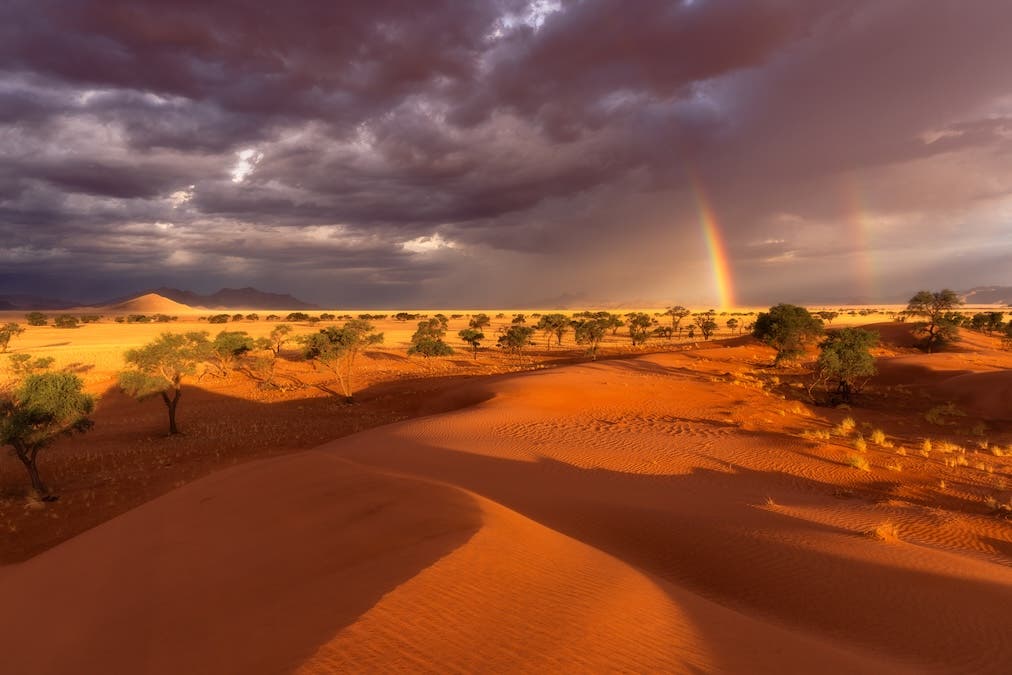 A wide, dramatic landscape photograph of a desert scene. In the foreground, vivid orange sand dunes feature prominent, curved wind ripples. A flat savanna dotted with green, umbrella-shaped trees occupies the middle ground. The background features distant mountains under dark, heavy, purple-gray storm clouds, pierced by a bright primary rainbow and a faint secondary rainbow on the right side.