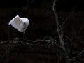 A bright white egret preening its wing on a dark, mossy branch against a nearly black background