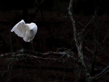 A bright white egret preening its wing on a dark, mossy branch against a nearly black background
