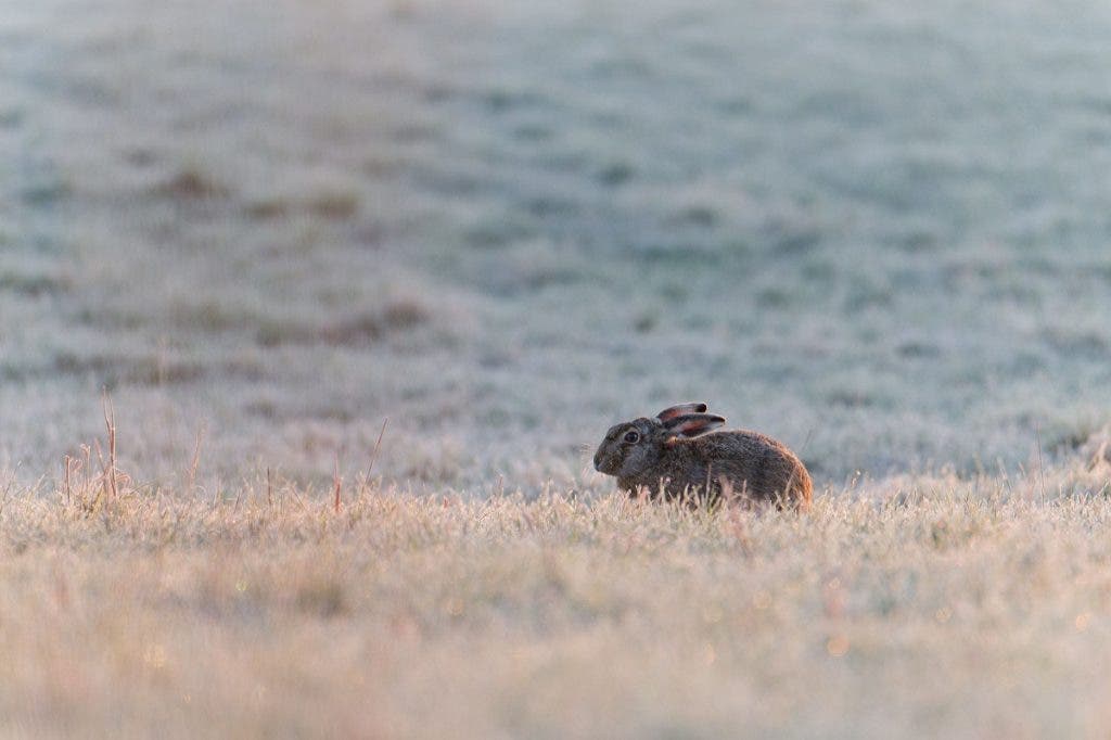 A wild hare crouching low in a wide, frosty grass field illuminated by soft morning light, captured with a Nikon Z 400mm lens.