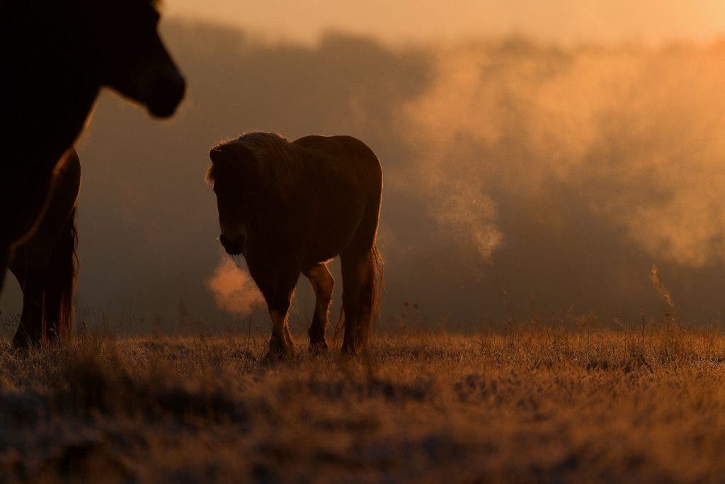 A warm golden-hour silhouette of a wild horse walking across a frosted field with visible breath mist, photographed with a Nikon Z 400mm lens.