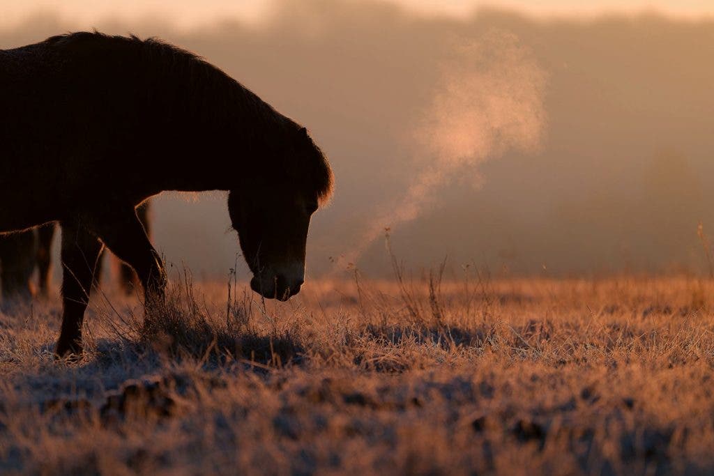 Side profile silhouette of a horse grazing low to the frosty ground at sunrise, with backlit breath rising, captured on a Nikon Z 400mm lens.