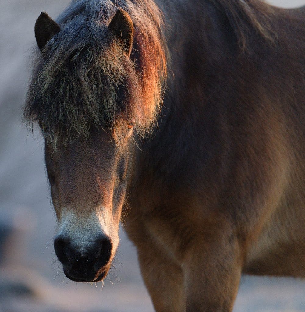 A close-up portrait of a brown wild horse's face highlighted by warm, low-angled morning sunlight, shot using a Nikon Z 400mm lens.