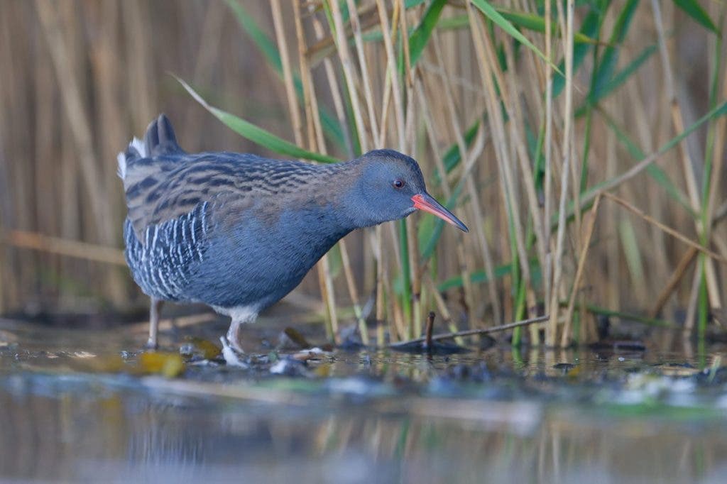 A detailed photo of a water rail bird with a red beak standing in shallow water among tall reed stalks, photographed using a Nikon Z 400mm lens.