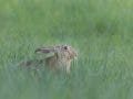 A wild hare nestled low and hiding among tall green grass in soft natural light, captured with a Nikon Z 400mm lens.