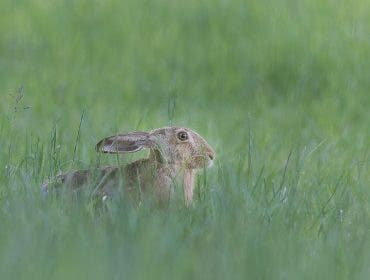 A wild hare nestled low and hiding among tall green grass in soft natural light, captured with a Nikon Z 400mm lens.