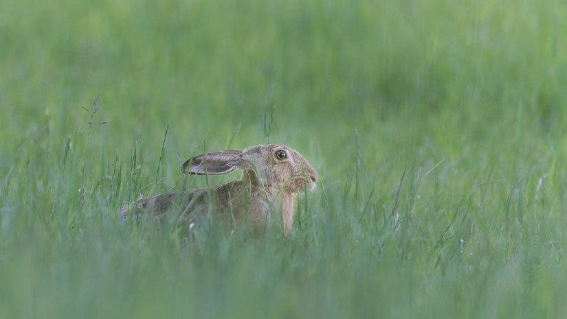A wild hare nestled low and hiding among tall green grass in soft natural light, captured with a Nikon Z 400mm lens.