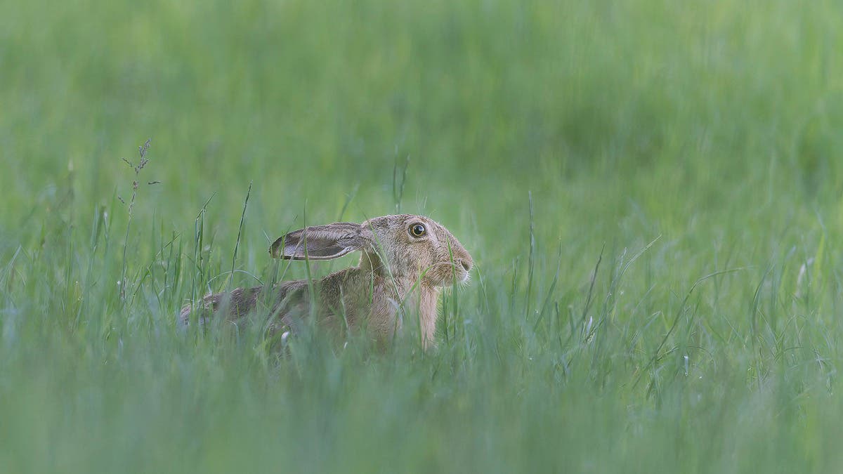 A wild hare nestled low and hiding among tall green grass in soft natural light, captured with a Nikon Z 400mm lens.