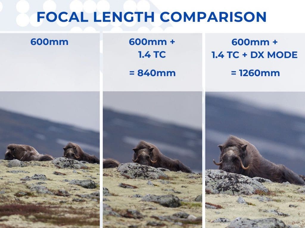 A three-panel focal length comparison graphic showing a muskox lying down. The panels show the subject getting progressively closer at '600mm', '600mm + 1.4 TC = 840mm', and '600mm + 1.4 TC + DX MODE = 1260mm'