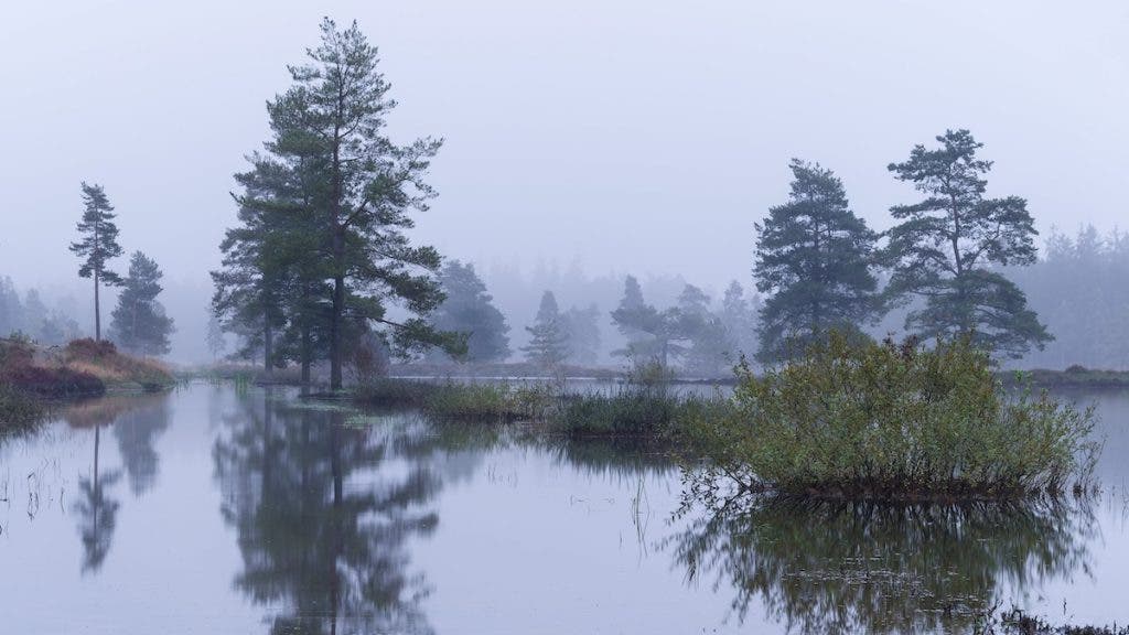 A tranquil foggy landscape featuring a calm lake that reflects several tall pine trees and low-lying bushes growing on small grassy patches in the water