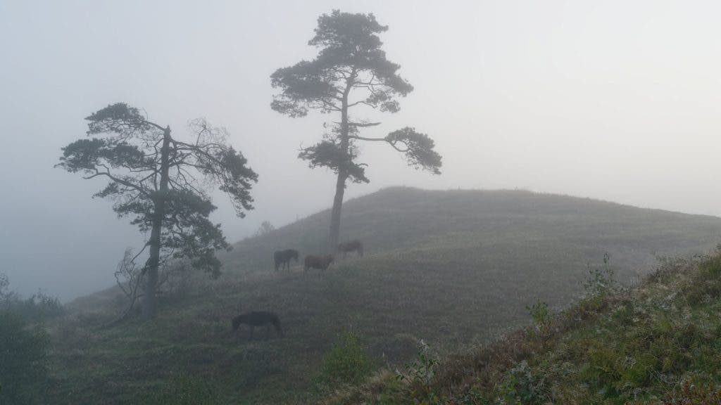 A misty atmospheric scene showing a small group of dark horses grazing on a sloping hillside beneath two tall, silhouetted pine trees shrouded in heavy fog